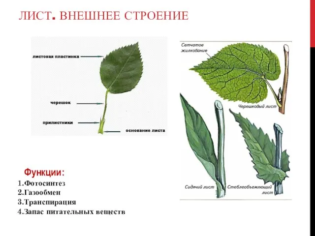 ЛИСТ. ВНЕШНЕЕ СТРОЕНИЕ Функции: Фотосинтез Газообмен Транспирация Запас питательных веществ