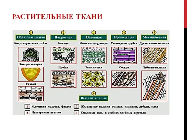 РАСТИТЕЛЬНЫЕ ТКАНИ