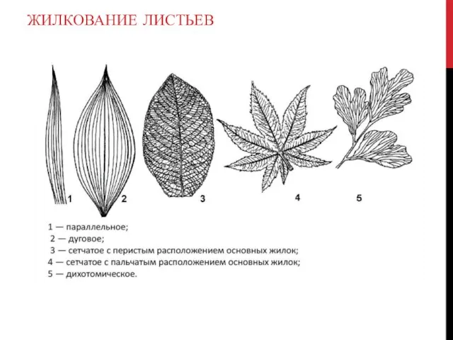 ЖИЛКОВАНИЕ ЛИСТЬЕВ