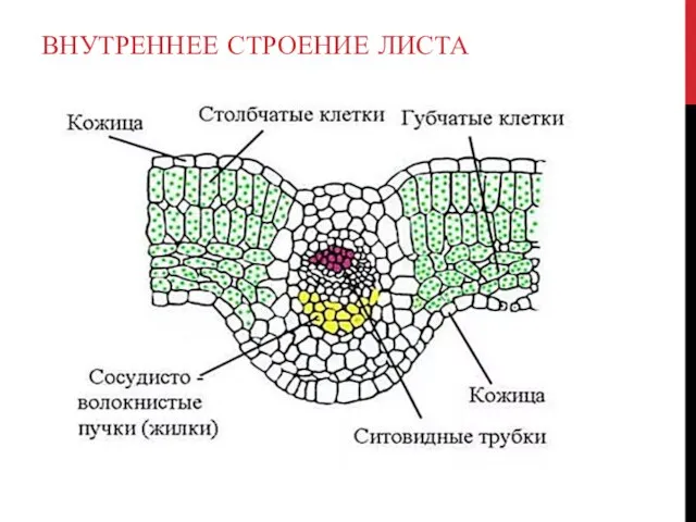 ВНУТРЕННЕЕ СТРОЕНИЕ ЛИСТА