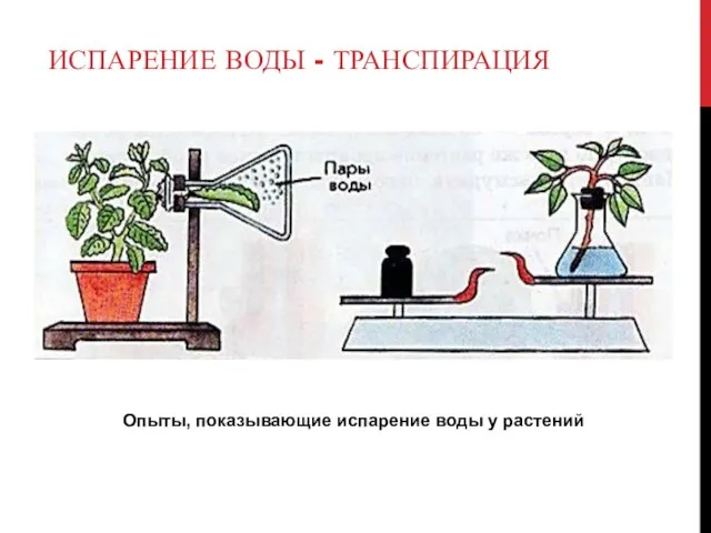 ИСПАРЕНИЕ ВОДЫ - ТРАНСПИРАЦИЯ Опыты, показывающие испарение воды у растений