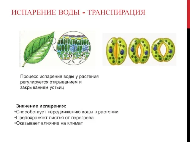 ИСПАРЕНИЕ ВОДЫ - ТРАНСПИРАЦИЯ Значение испарения: Способствует передвижению воды в растении