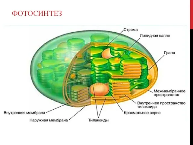 ФОТОСИНТЕЗ