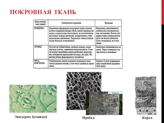 ПОКРОВНАЯ ТКАНЬ Эпидерма (кожица) Пробка Корка