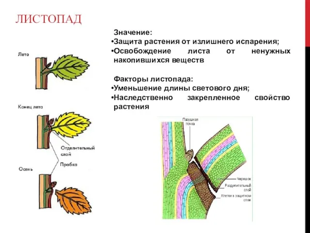 ЛИСТОПАД Значение: Защита растения от излишнего испарения; Освобождение листа от ненужных