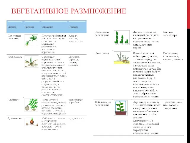 ВЕГЕТАТИВНОЕ РАЗМНОЖЕНИЕ