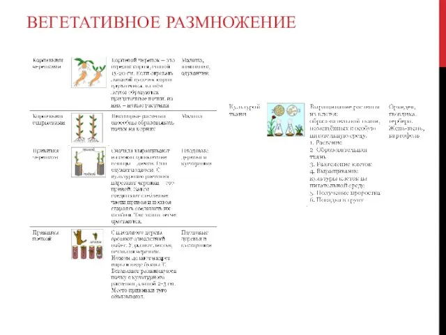 ВЕГЕТАТИВНОЕ РАЗМНОЖЕНИЕ