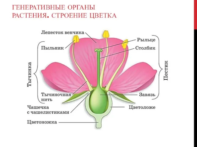 ГЕНЕРАТИВНЫЕ ОРГАНЫ РАСТЕНИЯ. СТРОЕНИЕ ЦВЕТКА