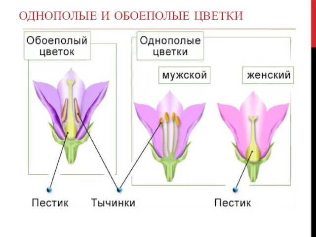 ОДНОПОЛЫЕ И ОБОЕПОЛЫЕ ЦВЕТКИ