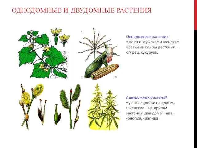 ОДНОДОМНЫЕ И ДВУДОМНЫЕ РАСТЕНИЯ