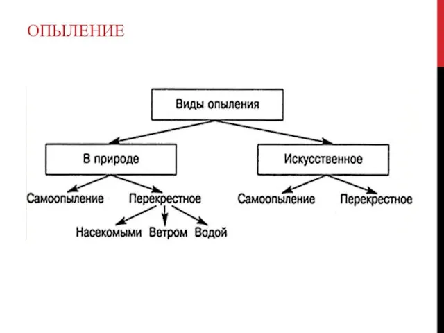 ОПЫЛЕНИЕ