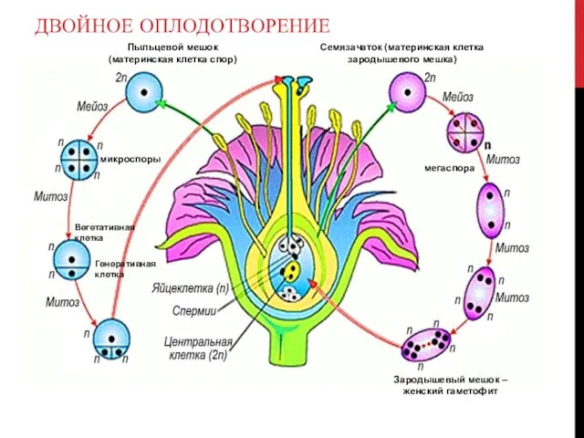 ДВОЙНОЕ ОПЛОДОТВОРЕНИЕ Семязачаток (материнская клетка зародышевого мешка) мегаспора Зародышевый мешок –