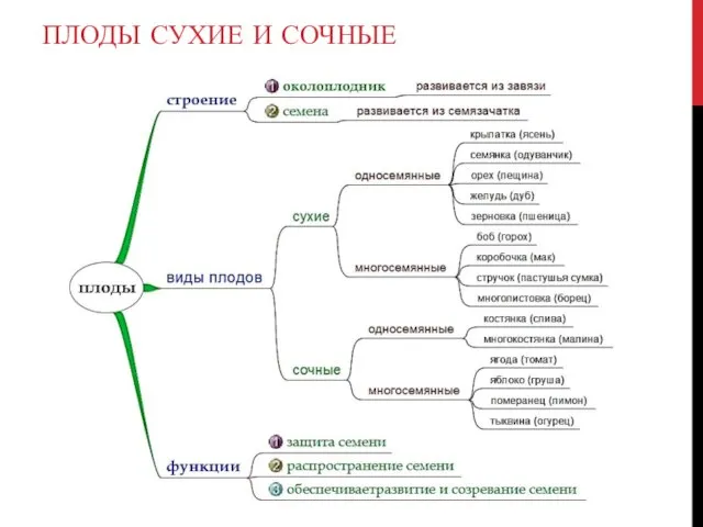 ПЛОДЫ СУХИЕ И СОЧНЫЕ