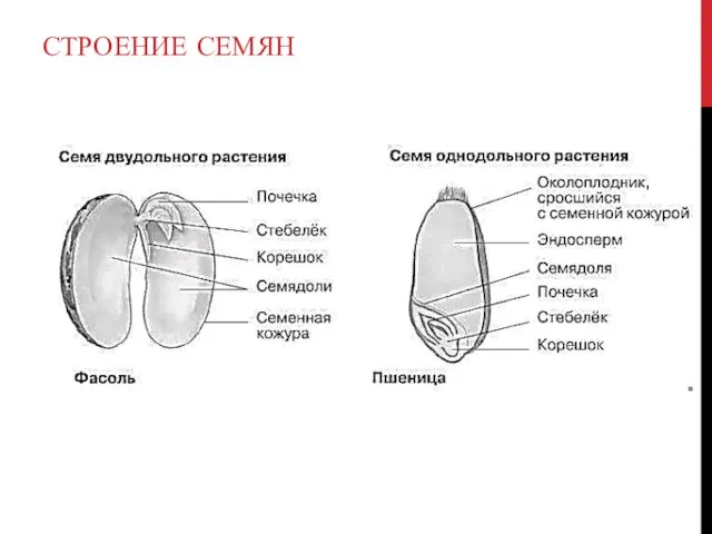 СТРОЕНИЕ СЕМЯН