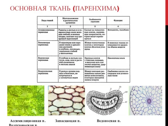 ОСНОВНАЯ ТКАНЬ (ПАРЕНХИМА) Ассимиляционная п. Запасающая п. Водоносная п. Воздухоносная п.