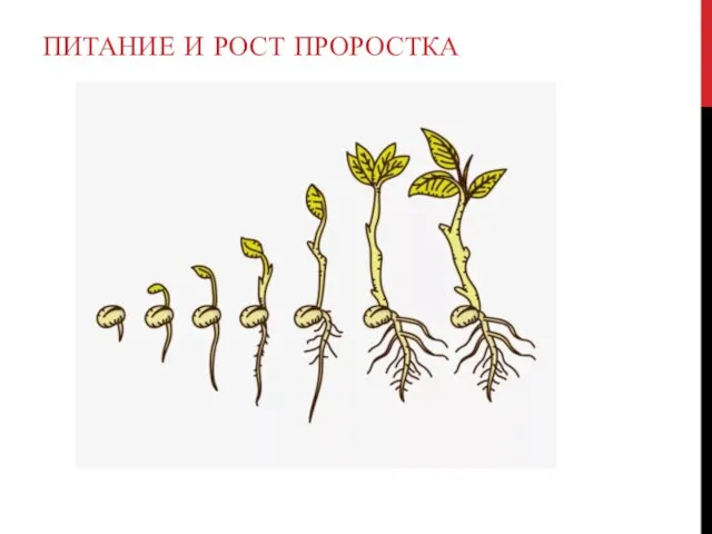 ПИТАНИЕ И РОСТ ПРОРОСТКА