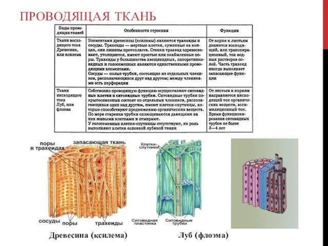 ПРОВОДЯЩАЯ ТКАНЬ