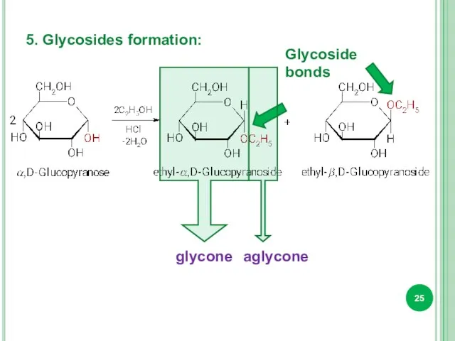 5. Glycosides formation: Glycoside bonds glycone aglycone