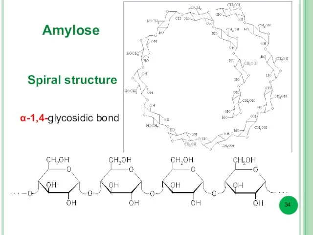 Amylose α-1,4-glycosidic bond Spiral structure