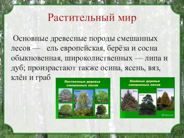 Растительный мир Основные древесные породы смешанных лесов — ель европейская, берёза