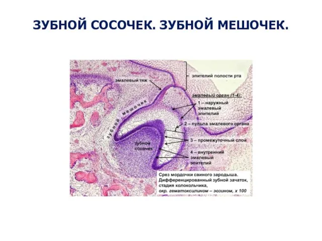 ЗУБНОЙ СОСОЧЕК. ЗУБНОЙ МЕШОЧЕК.