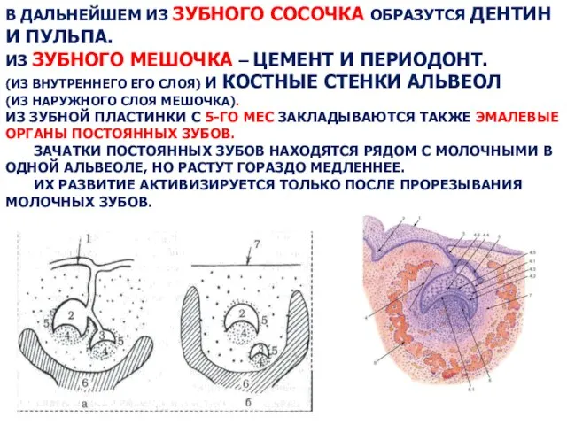 В ДАЛЬНЕЙШЕМ ИЗ ЗУБНОГО СОСОЧКА ОБРАЗУТСЯ ДЕНТИН И ПУЛЬПА. ИЗ ЗУБНОГО