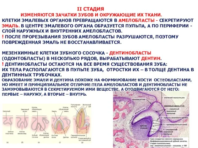 II СТАДИЯ ИЗМЕНЯЮТСЯ ЗАЧАТКИ ЗУБОВ И ОКРУЖАЮЩИЕ ИХ ТКАНИ. КЛЕТКИ ЭМАЛЕВЫХ