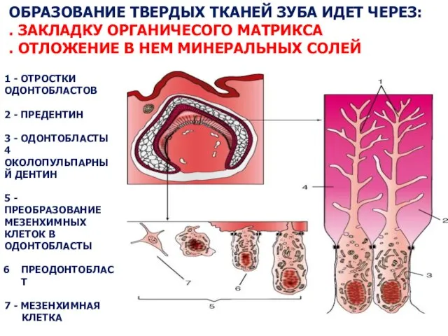 ОБРАЗОВАНИЕ ТВЕРДЫХ ТКАНЕЙ ЗУБА ИДЕТ ЧЕРЕЗ: . ЗАКЛАДКУ ОРГАНИЧЕСОГО МАТРИКСА .