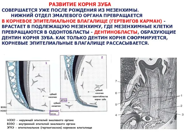 РАЗВИТИЕ КОРНЯ ЗУБА СОВЕРШАЕТСЯ УЖЕ ПОСЛЕ РОЖДЕНИЯ ИЗ МЕЗЕНХИМЫ. НИЖНИЙ ОТДЕЛ