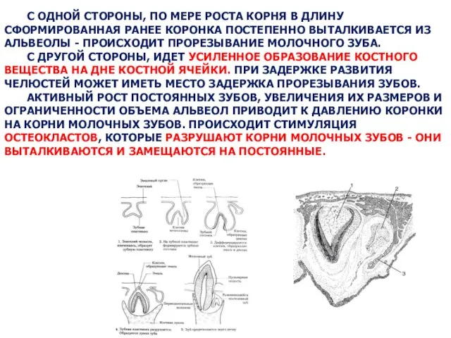 С ОДНОЙ СТОРОНЫ, ПО МЕРЕ РОСТА КОРНЯ В ДЛИНУ СФОРМИРОВАННАЯ РАНЕЕ