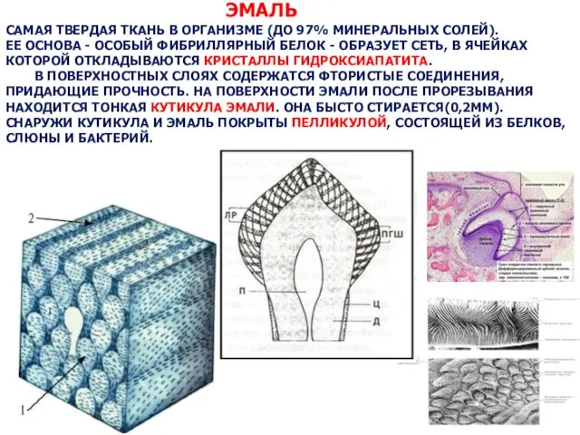 ЭМАЛЬ САМАЯ ТВЕРДАЯ ТКАНЬ В ОРГАНИЗМЕ (ДО 97% МИНЕРАЛЬНЫХ СОЛЕЙ). ЕЕ