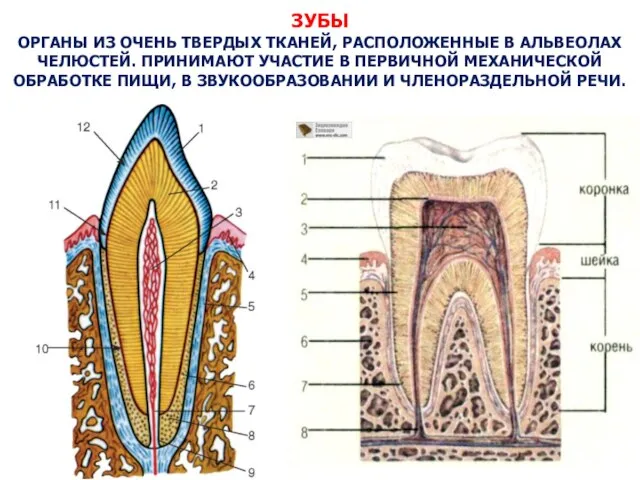 ЗУБЫ ОРГАНЫ ИЗ ОЧЕНЬ ТВЕРДЫХ ТКАНЕЙ, РАСПОЛОЖЕННЫЕ В АЛЬВЕОЛАХ ЧЕЛЮСТЕЙ. ПРИНИМАЮТ