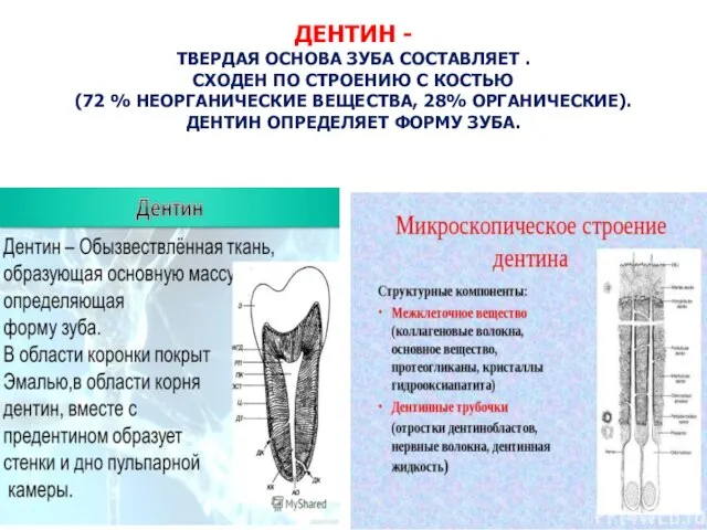 ДЕНТИН - ТВЕРДАЯ ОСНОВА ЗУБА СОСТАВЛЯЕТ . СХОДЕН ПО СТРОЕНИЮ С