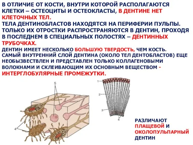 В ОТЛИЧИЕ ОТ КОСТИ, ВНУТРИ КОТОРОЙ РАСПОЛАГАЮТСЯ КЛЕТКИ – ОСТЕОЦИТЫ И