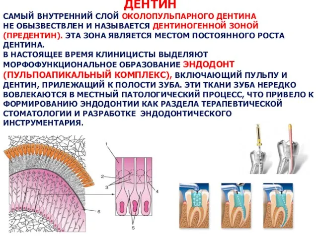 ДЕНТИН САМЫЙ ВНУТРЕННИЙ СЛОЙ ОКОЛОПУЛЬПАРНОГО ДЕНТИНА НЕ ОБЫЗВЕСТВЛЕН И НАЗЫВАЕТСЯ ДЕНТИНОГЕННОЙ