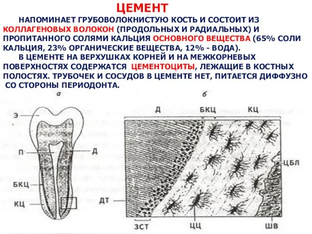 ЦЕМЕНТ НАПОМИНАЕТ ГРУБОВОЛОКНИСТУЮ КОСТЬ И СОСТОИТ ИЗ КОЛЛАГЕНОВЫХ ВОЛОКОН (ПРОДОЛЬНЫХ И