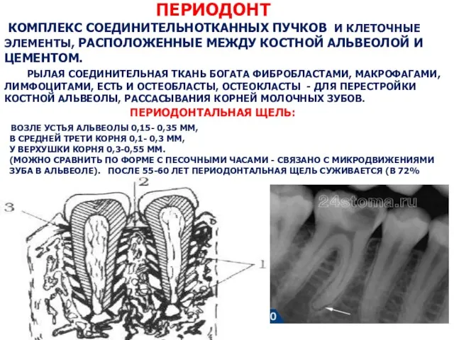 ПЕРИОДОНТ КОМПЛЕКС СОЕДИНИТЕЛЬНОТКАННЫХ ПУЧКОВ И КЛЕТОЧНЫЕ ЭЛЕМЕНТЫ, РАСПОЛОЖЕННЫЕ МЕЖДУ КОСТНОЙ АЛЬВЕОЛОЙ