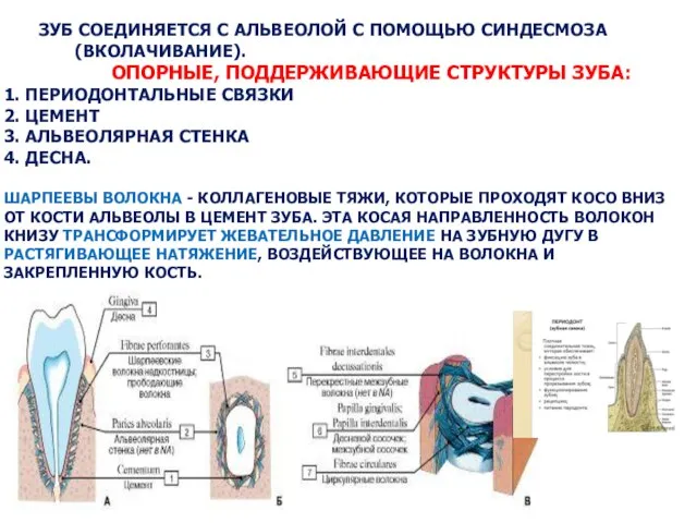 ЗУБ СОЕДИНЯЕТСЯ С АЛЬВЕОЛОЙ С ПОМОЩЬЮ СИНДЕСМОЗА (ВКОЛАЧИВАНИЕ). ОПОРНЫЕ, ПОДДЕРЖИВАЮЩИЕ СТРУКТУРЫ