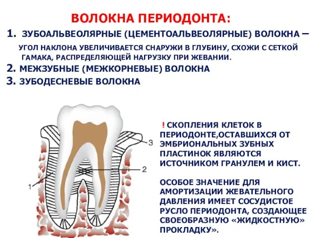 ВОЛОКНА ПЕРИОДОНТА: 1. ЗУБОАЛЬВЕОЛЯРНЫЕ (ЦЕМЕНТОАЛЬВЕОЛЯРНЫЕ) ВОЛОКНА – УГОЛ НАКЛОНА УВЕЛИЧИВАЕТСЯ СНАРУЖИ