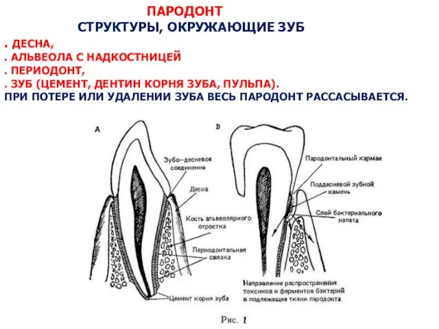 ПАРОДОНТ СТРУКТУРЫ, ОКРУЖАЮЩИЕ ЗУБ . ДЕСНА, . АЛЬВЕОЛА С НАДКОСТНИЦЕЙ .