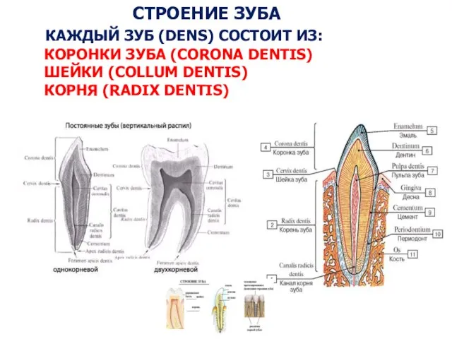 СТРОЕНИЕ ЗУБА КАЖДЫЙ ЗУБ (DENS) СОСТОИТ ИЗ: КОРОНКИ ЗУБА (CORONA DENTIS)