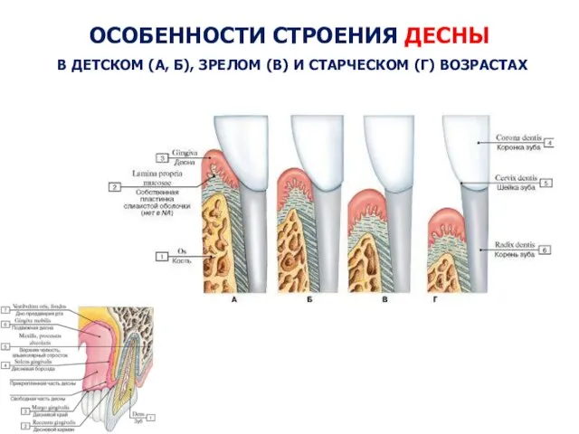 ОСОБЕННОСТИ СТРОЕНИЯ ДЕСНЫ В ДЕТСКОМ (А, Б), ЗРЕЛОМ (В) И СТАРЧЕСКОМ (Г) ВОЗРАСТАХ