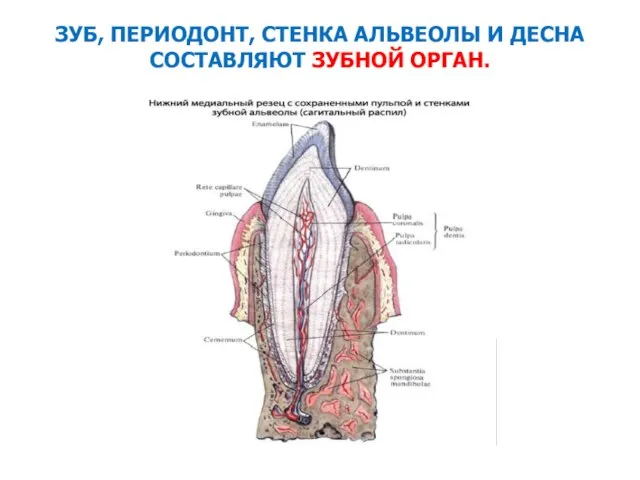 ЗУБ, ПЕРИОДОНТ, СТЕНКА АЛЬВЕОЛЫ И ДЕСНА СОСТАВЛЯЮТ ЗУБНОЙ ОРГАН.