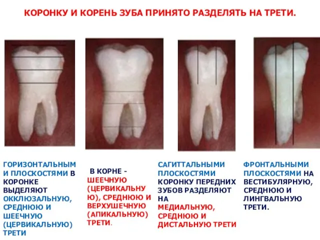 КОРОНКУ И КОРЕНЬ ЗУБА ПРИНЯТО РАЗДЕЛЯТЬ НА ТРЕТИ. ГОРИЗОНТАЛЬНЫМИ ПЛОСКОСТЯМИ В