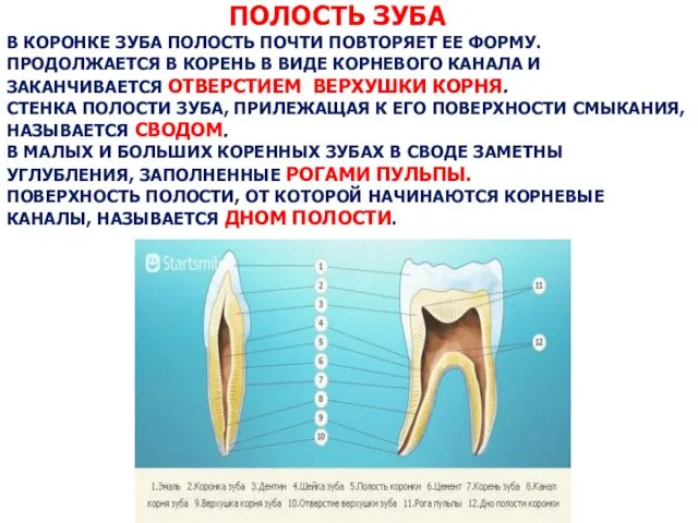 ПОЛОСТЬ ЗУБА В КОРОНКЕ ЗУБА ПОЛОСТЬ ПОЧТИ ПОВТОРЯЕТ ЕЕ ФОРМУ. ПРОДОЛЖАЕТСЯ