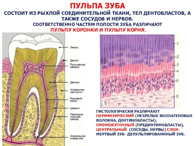ПУЛЬПА ЗУБА СОСТОИТ ИЗ РЫХЛОЙ СОЕДИНИТЕЛЬНОЙ ТКАНИ, ТЕЛ ДЕНТОБЛАСТОВ, А ТАКЖЕ