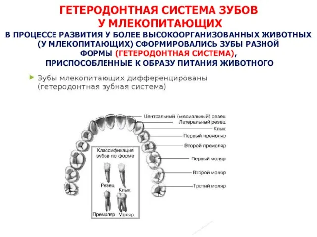 ГЕТЕРОДОНТНАЯ СИСТЕМА ЗУБОВ У МЛЕКОПИТАЮЩИХ В ПРОЦЕССЕ РАЗВИТИЯ У БОЛЕЕ ВЫСОКООРГАНИЗОВАННЫХ