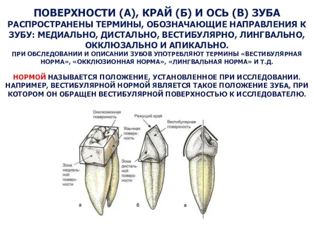 ПОВЕРХНОСТИ (А), КРАЙ (Б) И ОСЬ (В) ЗУБА РАСПРОСТРАНЕНЫ ТЕРМИНЫ, ОБОЗНАЧАЮЩИЕ