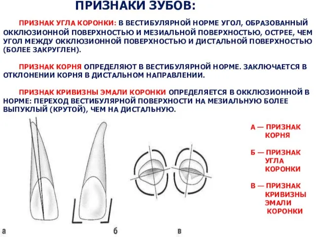 ПРИЗНАКИ ЗУБОВ: ПРИЗНАК УГЛА КОРОНКИ: В ВЕСТИБУЛЯРНОЙ НОРМЕ УГОЛ, ОБРАЗОВАННЫЙ ОККЛЮЗИОННОЙ