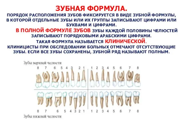 ЗУБНАЯ ФОРМУЛА. ПОРЯДОК РАСПОЛОЖЕНИЯ ЗУБОВ ФИКСИРУЕТСЯ В ВИДЕ ЗУБНОЙ ФОРМУЛЫ, В